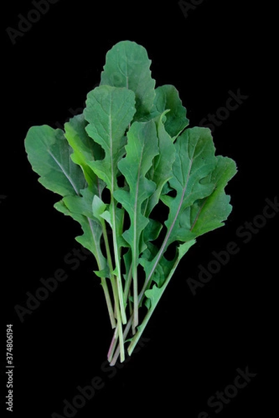 Fototapeta bunch of fresh green roquette in plain black background.