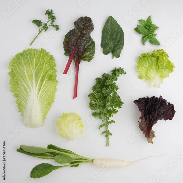 Fototapeta Assorted salad greens.
Kale, chinese cabbage, basil, parsley, lettuce, Iceberg lettuce, spinach, radish, loose leaf lettuce, swishchard, lollo rosso.     