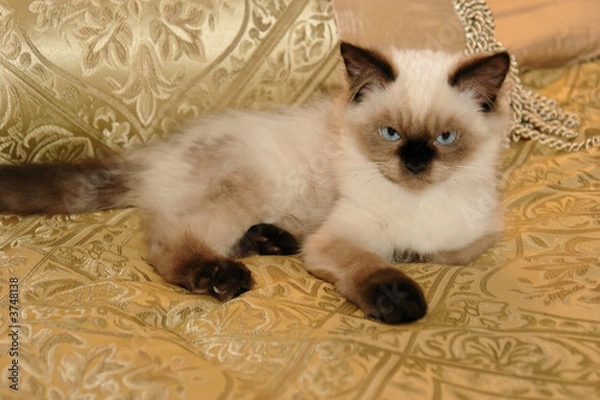 Fototapeta Himalayan Kitten on Gold