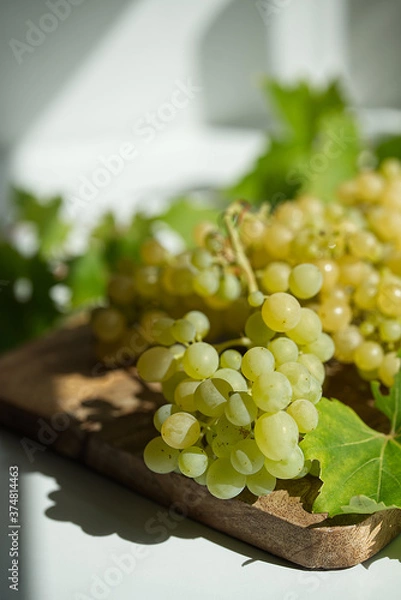 Fototapeta Weintrauben eigene Ernte