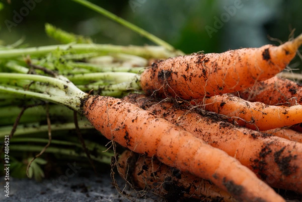 Fototapeta Bio Möhren Eigenanbau