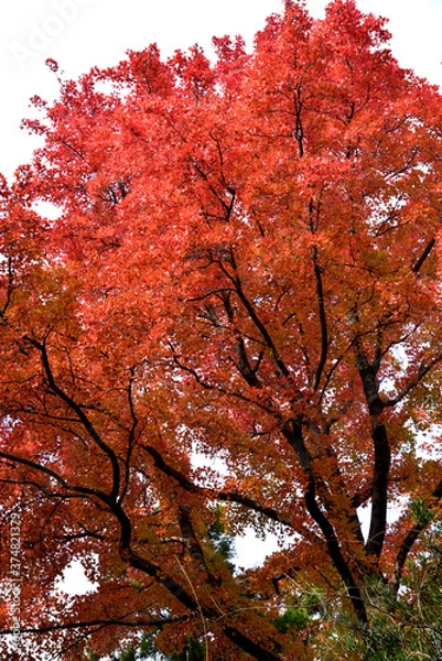 Fototapeta 赤く染まったフウの木