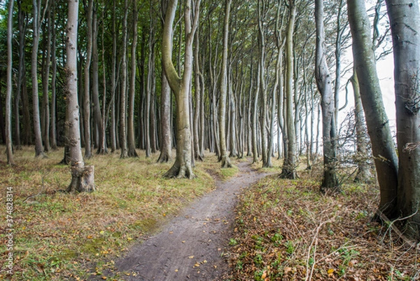 Obraz Ein Pfad durch einen herbstlichen Buchenwald