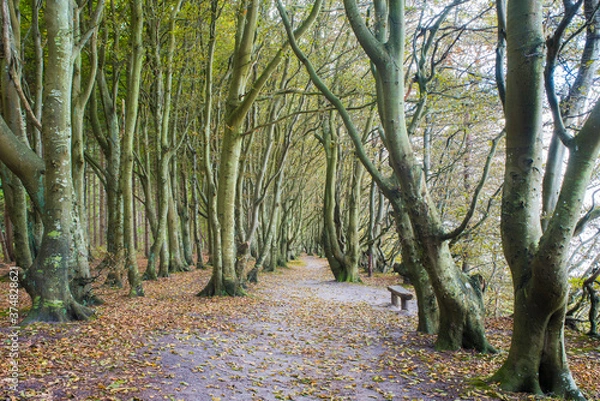 Obraz Ein Pfad durch einen herbstlichen Buchenwald