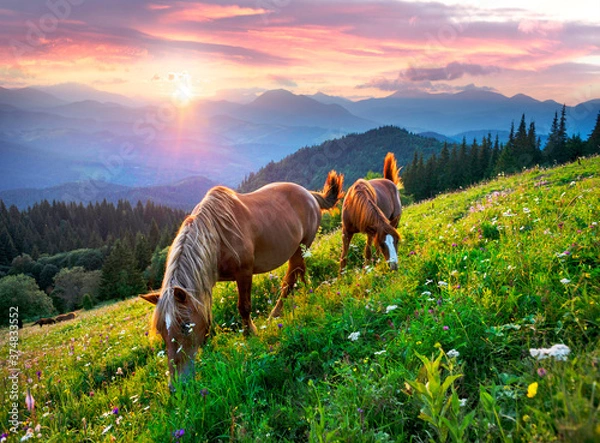 Obraz Horses in the Carpathians