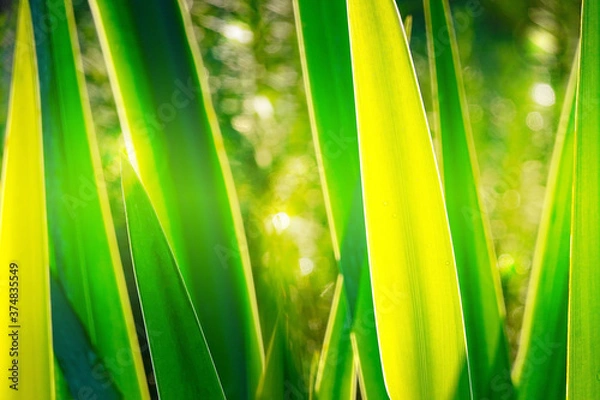 Obraz Beautiful leaves of iris Shine from the light of the sun ,iris in garden