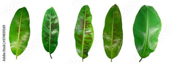 Fototapeta Isolated Leaf of Wild Banana Tree Has a pattern similar to military camouflage Found in Asia