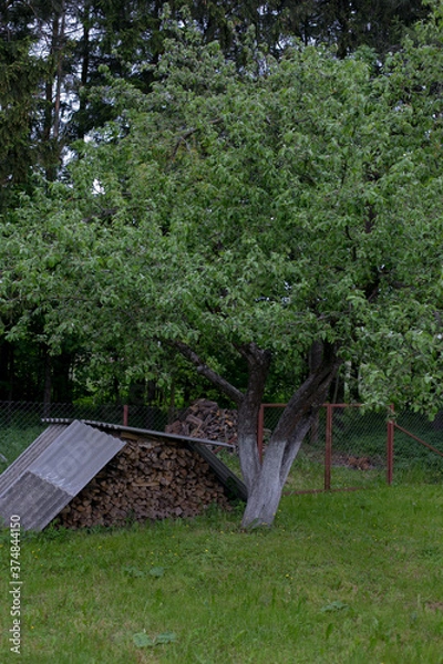 Obraz A tree near the woods