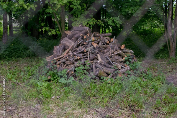 Obraz Woods in the forest line