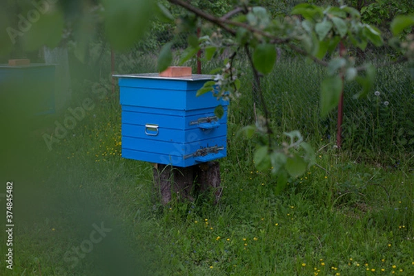 Obraz Bees in a beehive