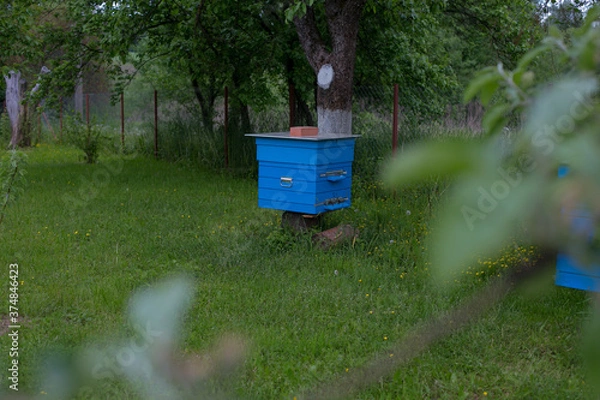 Obraz Beehives in the meadow