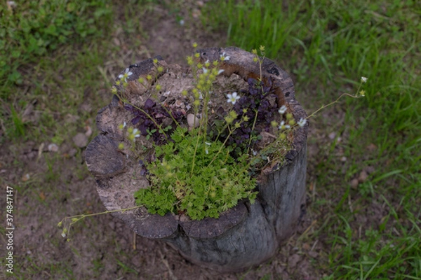 Obraz Green moss on the stump