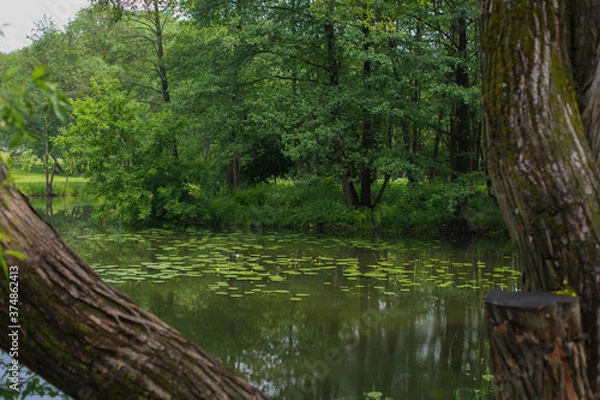 Obraz tree on the river