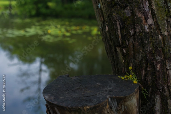 Obraz tree in the forest