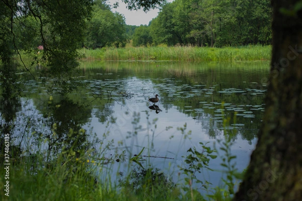 Obraz duck on the water