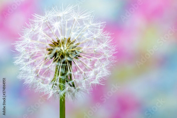 Fototapeta タンポポの綿毛