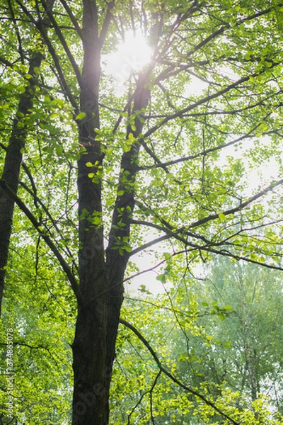 Obraz green forest in the morning