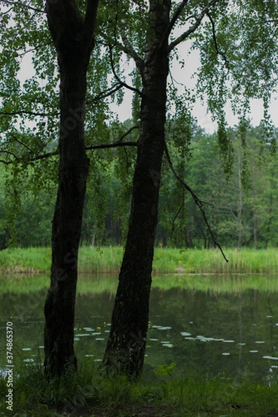 Obraz lake in the forest