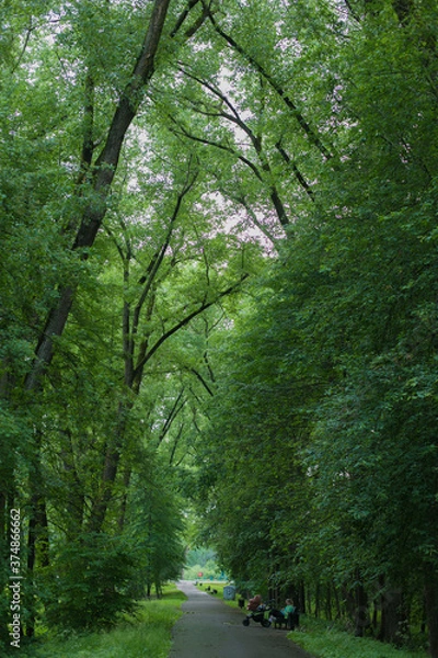 Obraz road in the forest