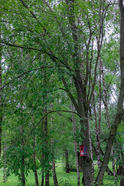 Obraz feeder in the forest