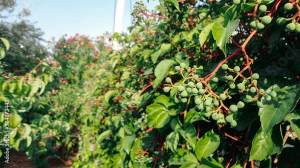 Fototapeta Unripe and immature wine grapes with leaves. Growing grape plantation in natural background. 