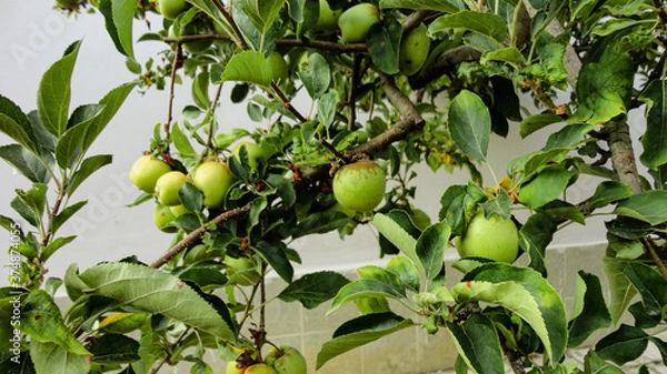 Fototapeta Fresh organic green apples hanging from the tree branch in an apple orchard