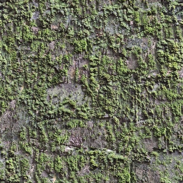 Obraz green moss on the stone