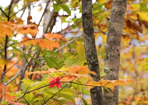 Fototapeta 秋の紅葉の風景