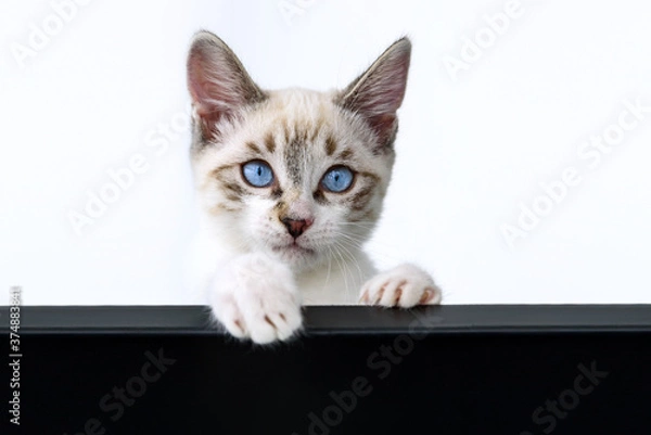 Fototapeta Cat kitten hanging over blank poster or board
