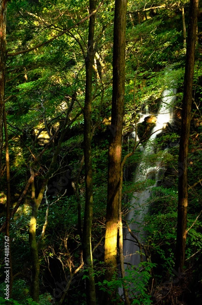 Fototapeta 朝日に照らされた渓谷の滝