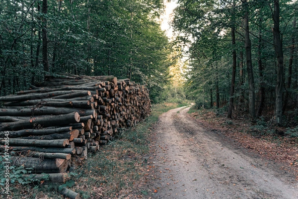 Fototapeta Stos drewna w lesie w pobliżu drogi logowania lub ścieżki o zachodzie słońca