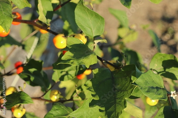 Fototapeta 植物の実