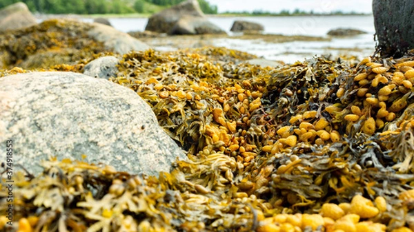 Fototapeta Brown algae on the seashore close-up. White sea, Russian North, coastline, seascape.
