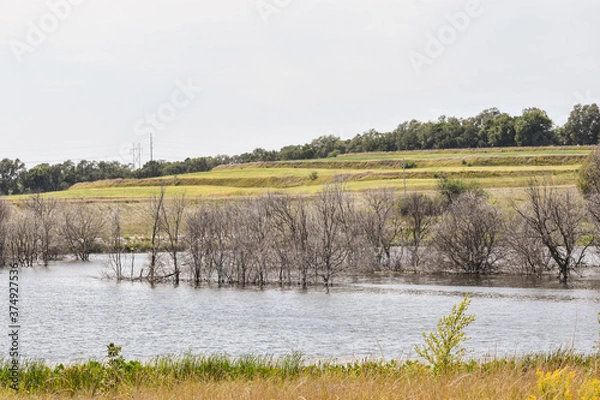 Obraz lake in the forest