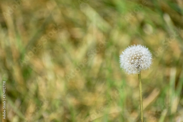 Obraz dandelion in the grass