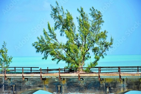 Fototapeta TREE MIRACLE