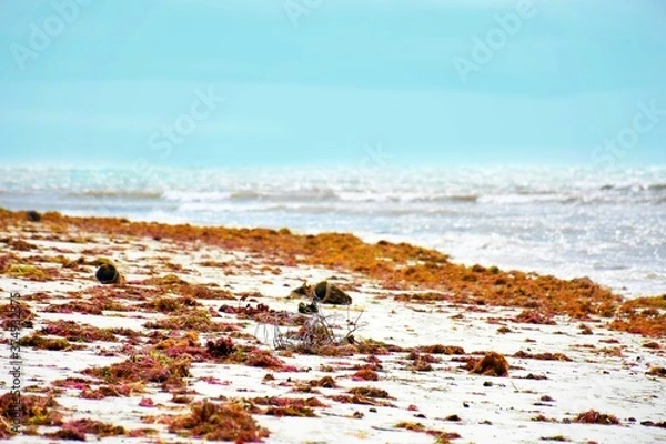 Fototapeta MOSSY BEACH