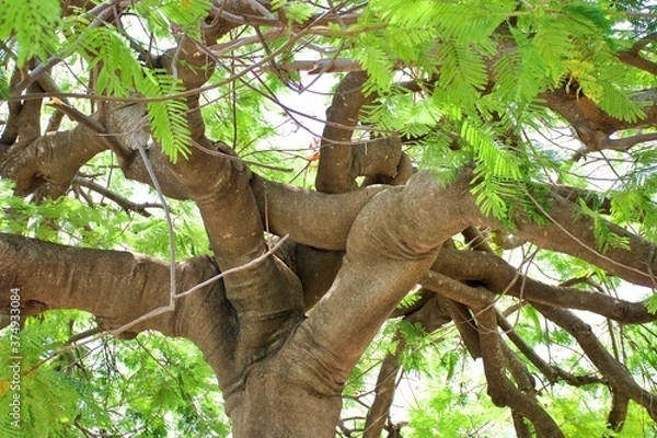 Obraz ELEPHANT TREE