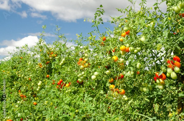 Fototapeta Tomatoes bushes on the farm with clouds