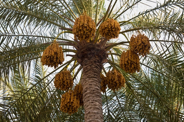 Obraz coconut palm tree
