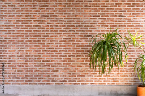 Fototapeta old Texture brick wall background with plant - copy space.