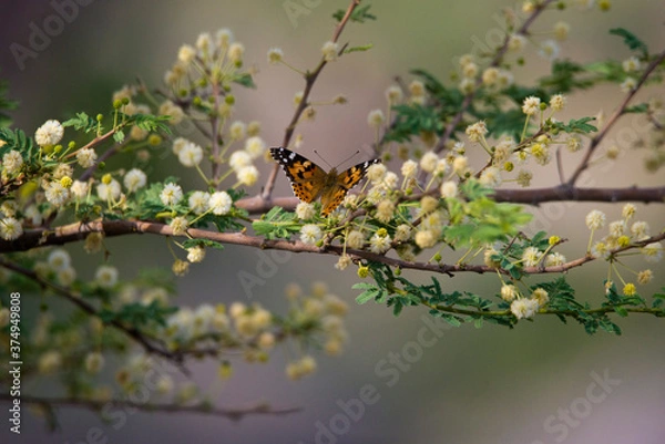 Obraz butterfly on a branch