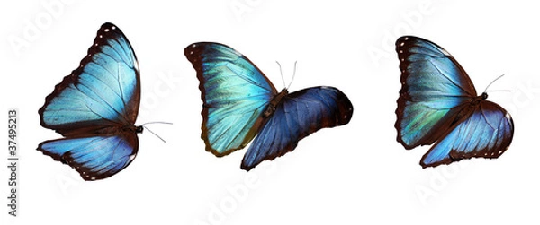 Obraz 3 niebieskie morfy