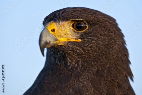 Fototapeta Harris Hawk