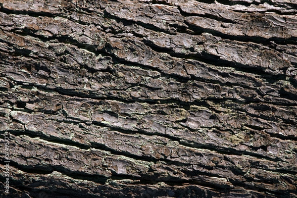 Fototapeta Bark abstract