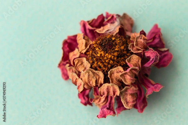 Fototapeta Autumn dry zinnia flowers on light  background. Autumn, fall, thanksgiving day concept. Flat lay, top view, copy space