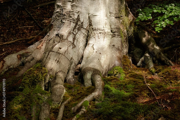 Obraz Baum