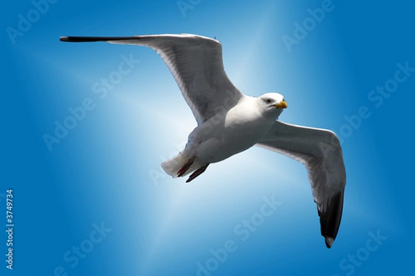 Obraz seagull star