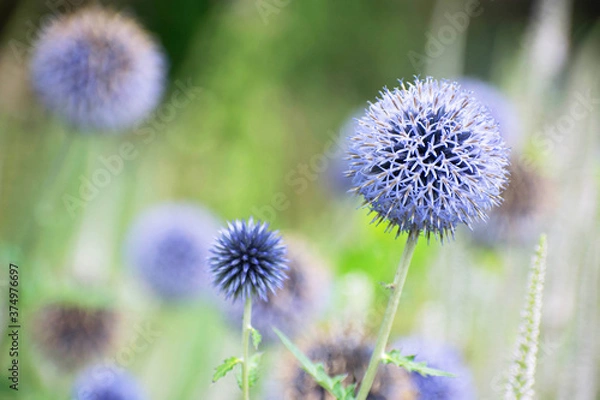 Obraz Purple thistle flowers in a garden with unsharp green background. Summer botanical scene in the netherlands. Fresh flower background. 