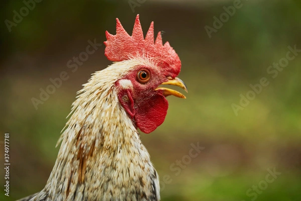 Obraz White fighting rooster with its red crest